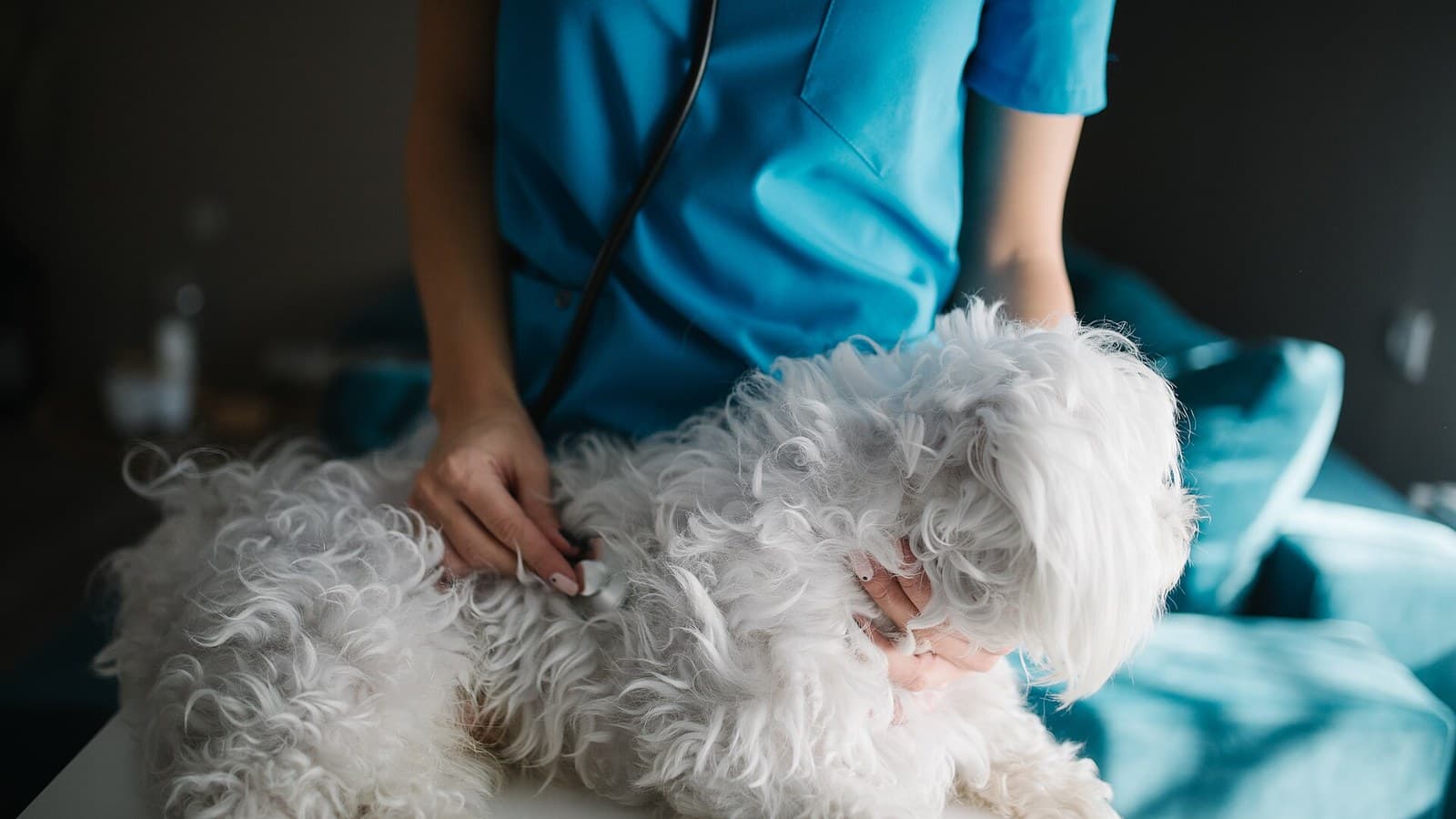 8 After-Hours & 24-Hour Vet Clinics in KL & the Klang Valley 2026 — and What "Open 24 Hours" Actually Means at Each One