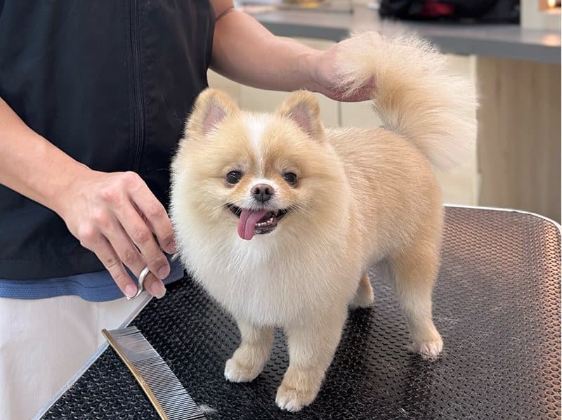 7 Best Pet Grooming & Boarding Services in KL & PJ