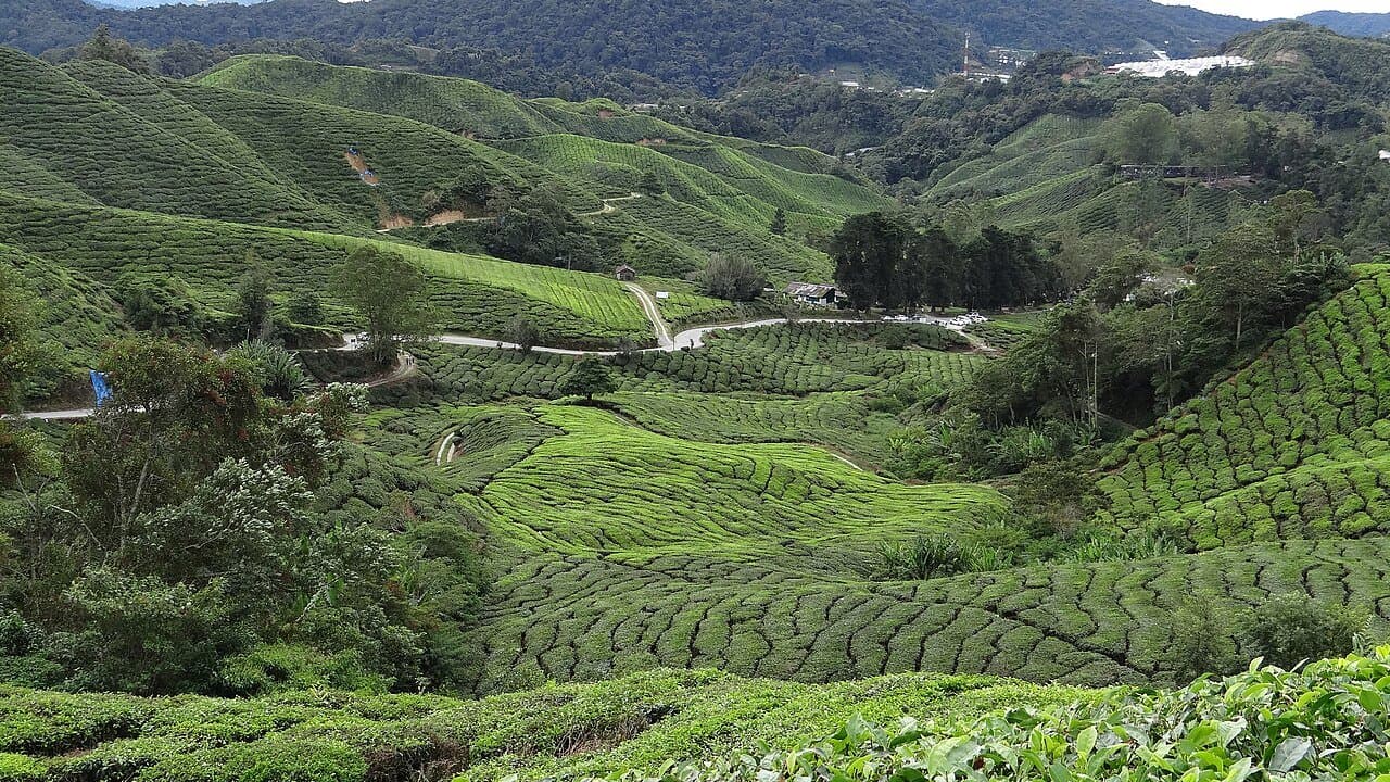 Cameron Highlands Attraction Prices 2026: Tea Estates From RM4, Flora Park at RM50, and Mossy Forest Still Shut