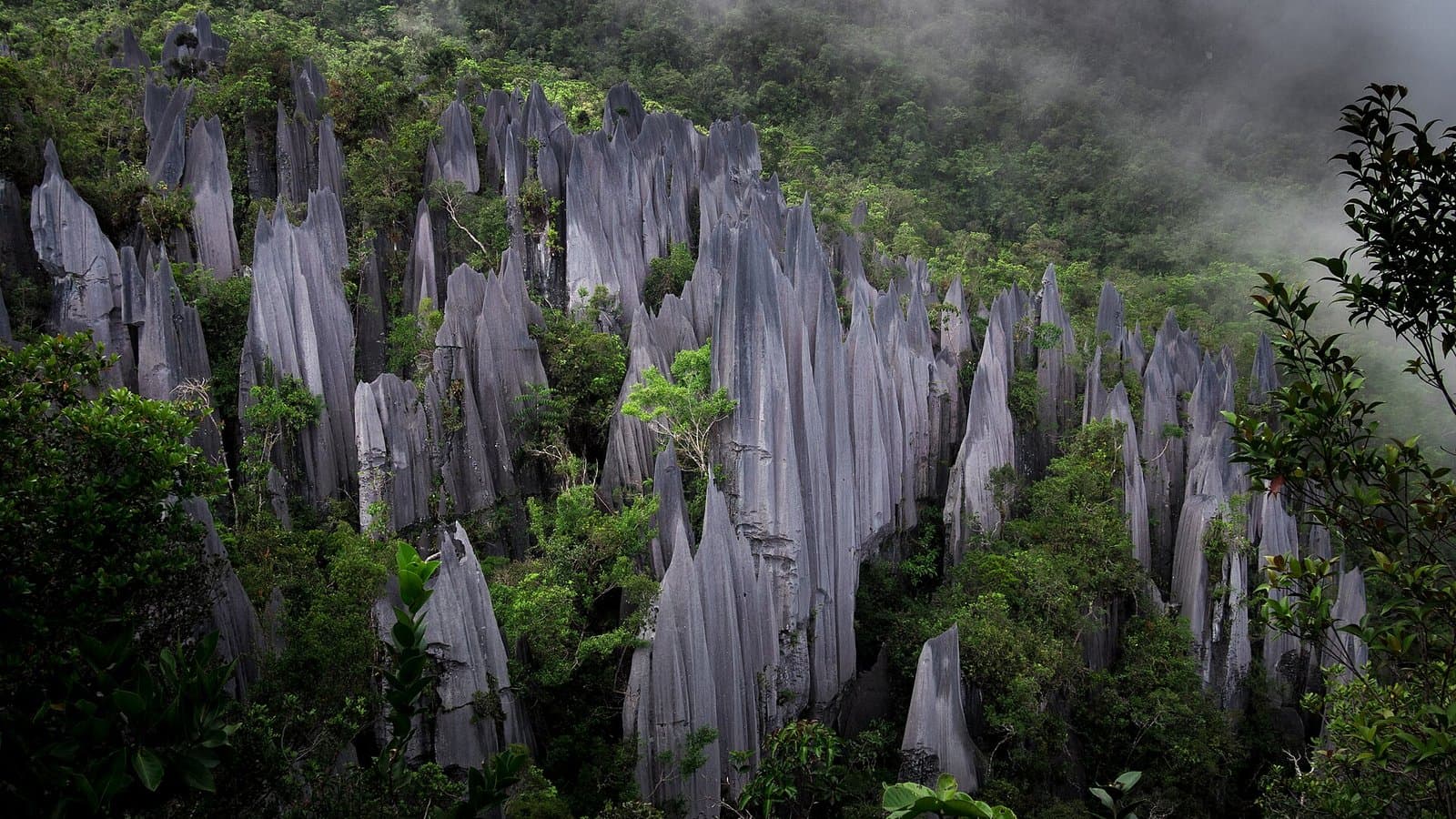Gunung Mulu National Park Prices 2026: The RM15 Pass, Every Tour From RM35 to RM660, and What Three Nights Really Cost