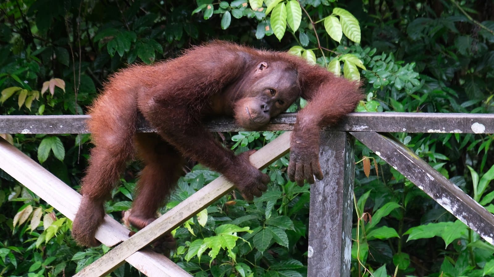 Sandakan Wildlife Prices 2026: RM5 for Sepilok on a MyKad, RM30 Without One, and the Camera Fee Nobody Mentions