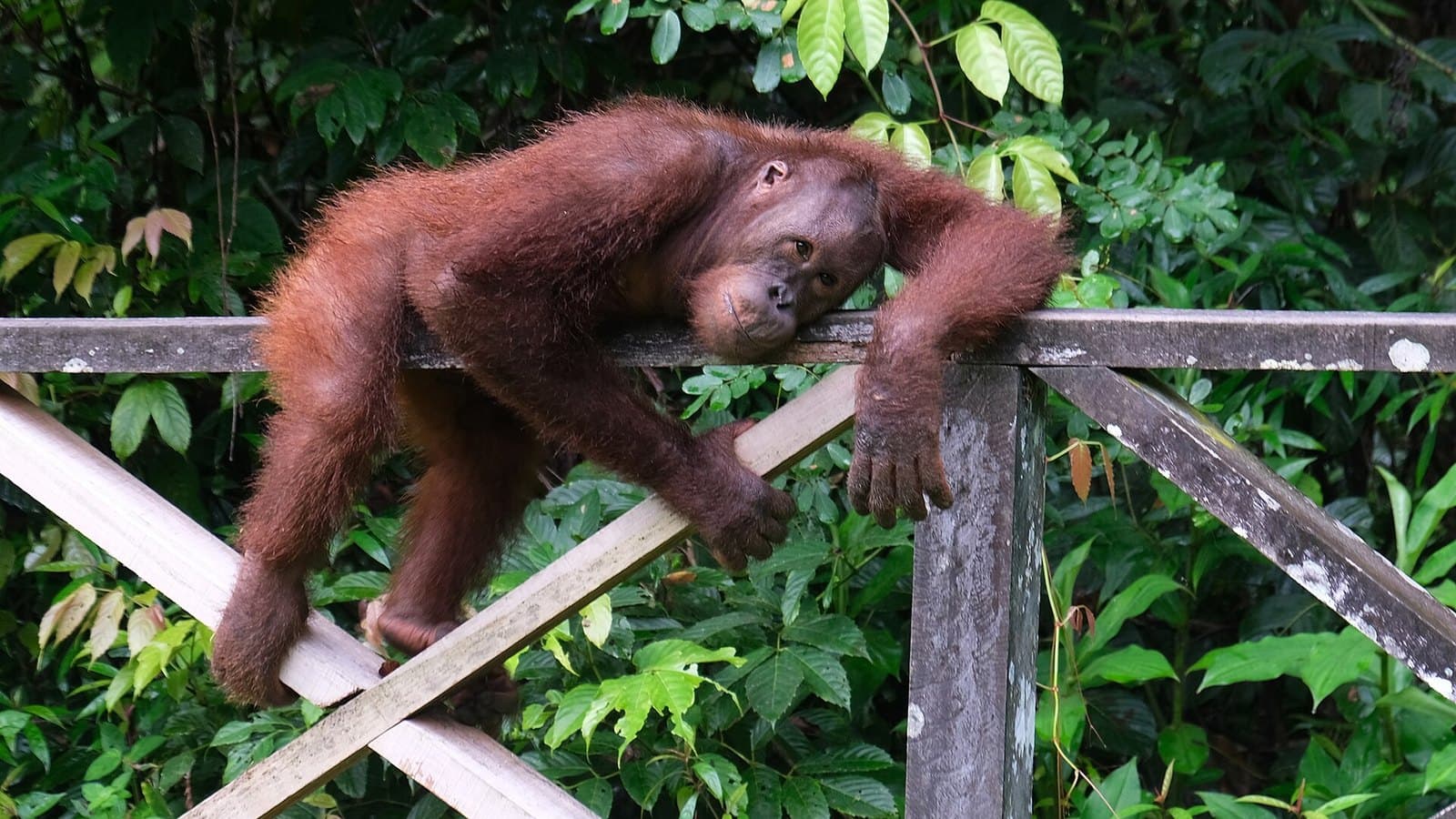 8 Things to Do in Sandakan, Sabah 2026 — and What Each One Costs on a MyKad