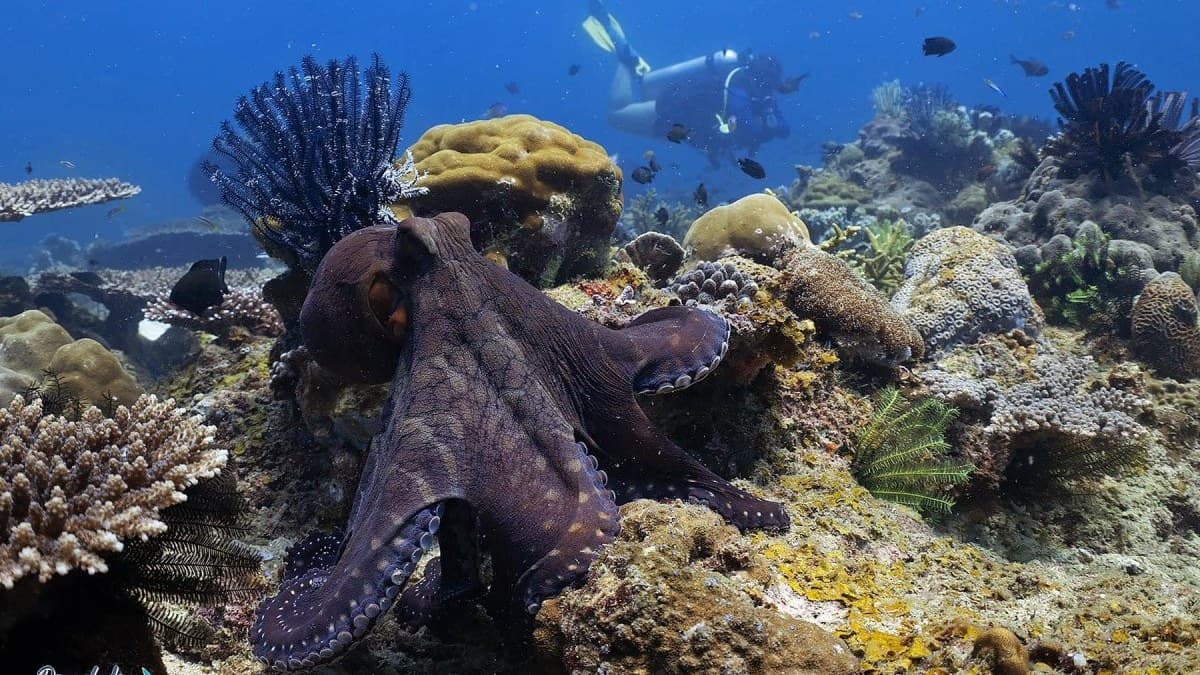 Scuba Diving Courses in Kota Kinabalu 2026: Open Water From RM1,150 to RM1,630, and the Park Fees Inside the Price