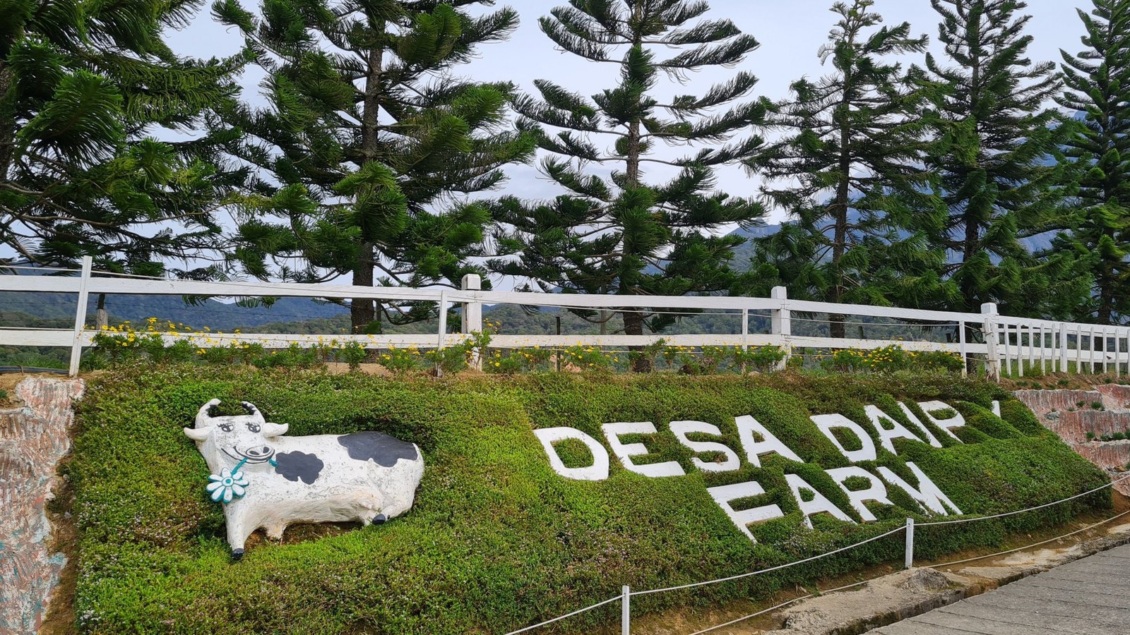 Desa Cattle Dairy Farm, Kundasang