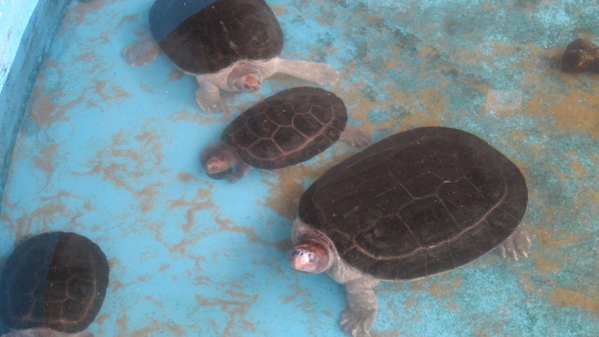 Turtle Conservation and Information Centre (TCIC), Rantau Abang