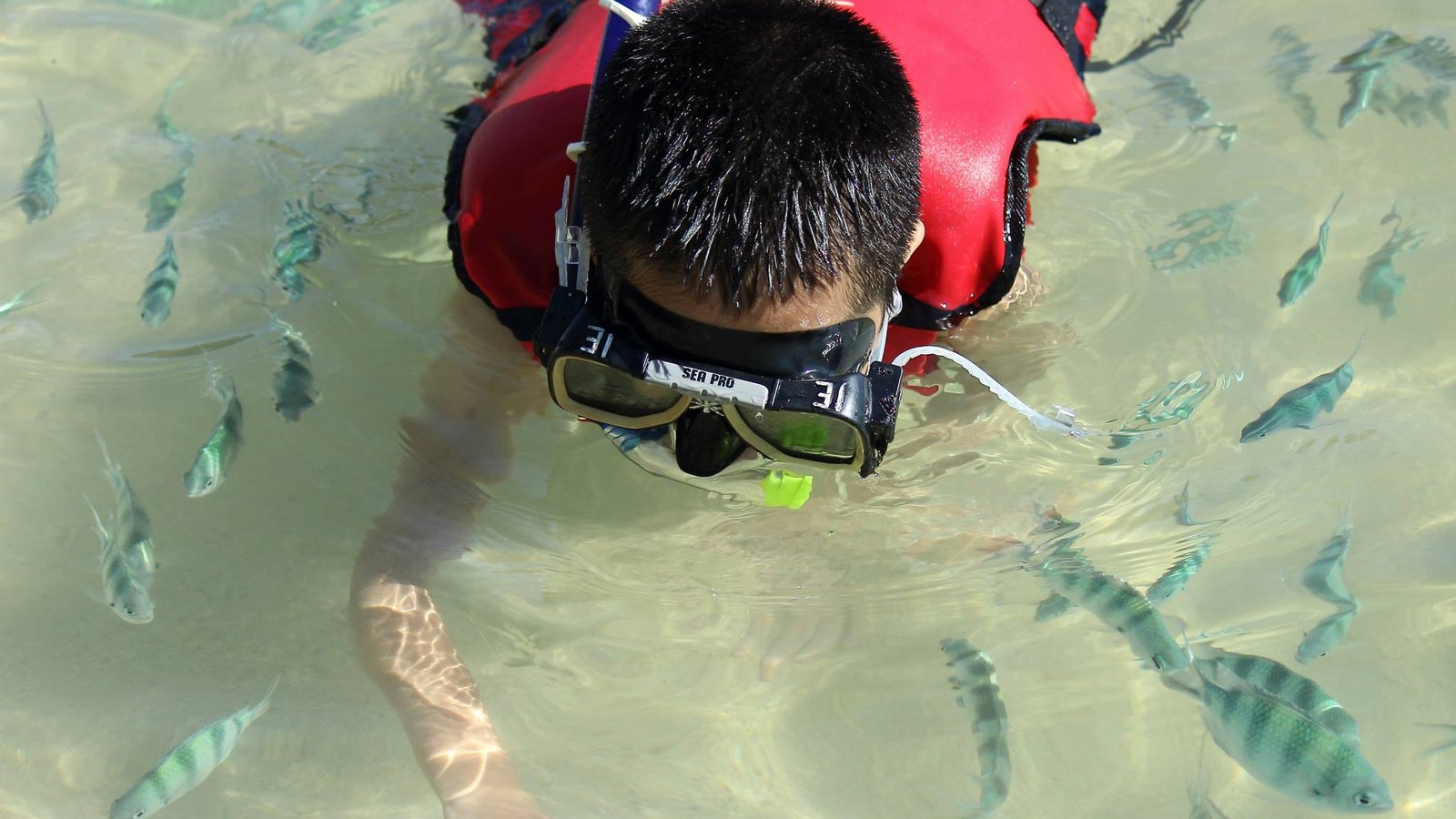 Guided diving & snorkelling day trips — for when you want it organised