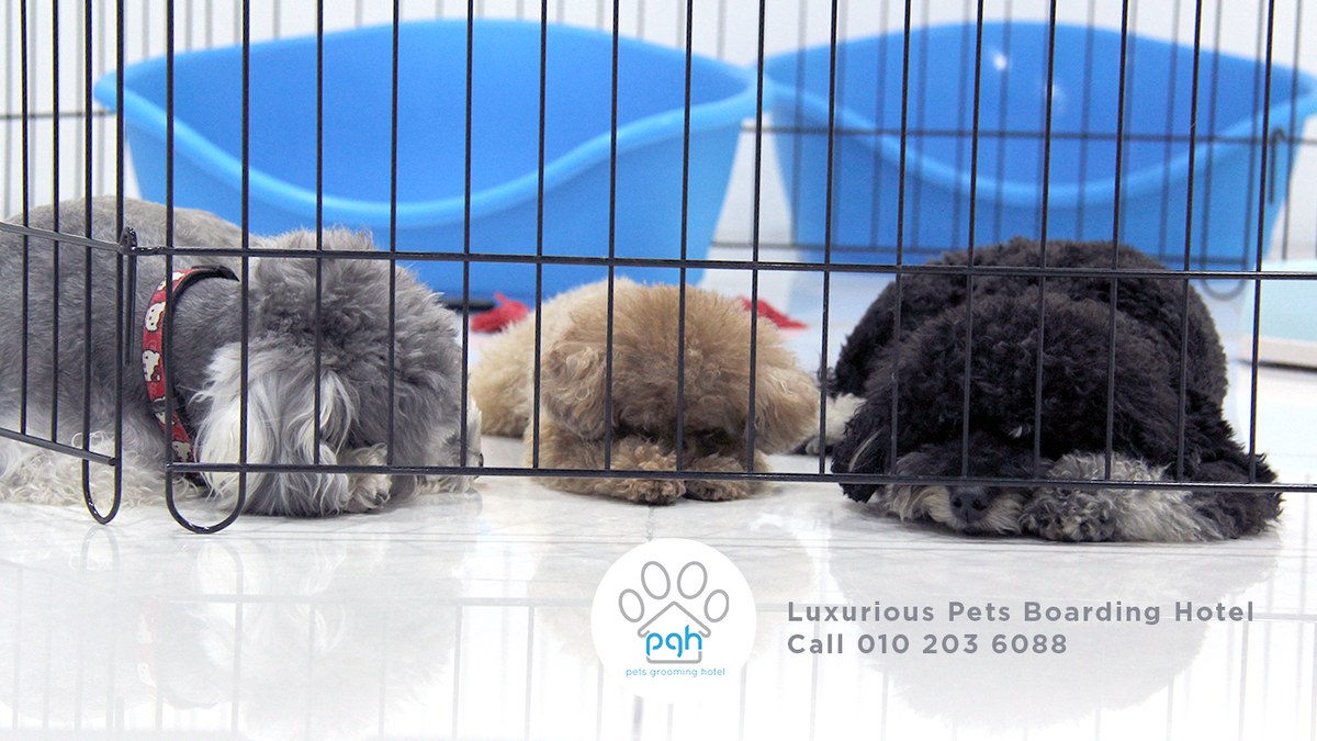 Pets Grooming Hotel (PGH)