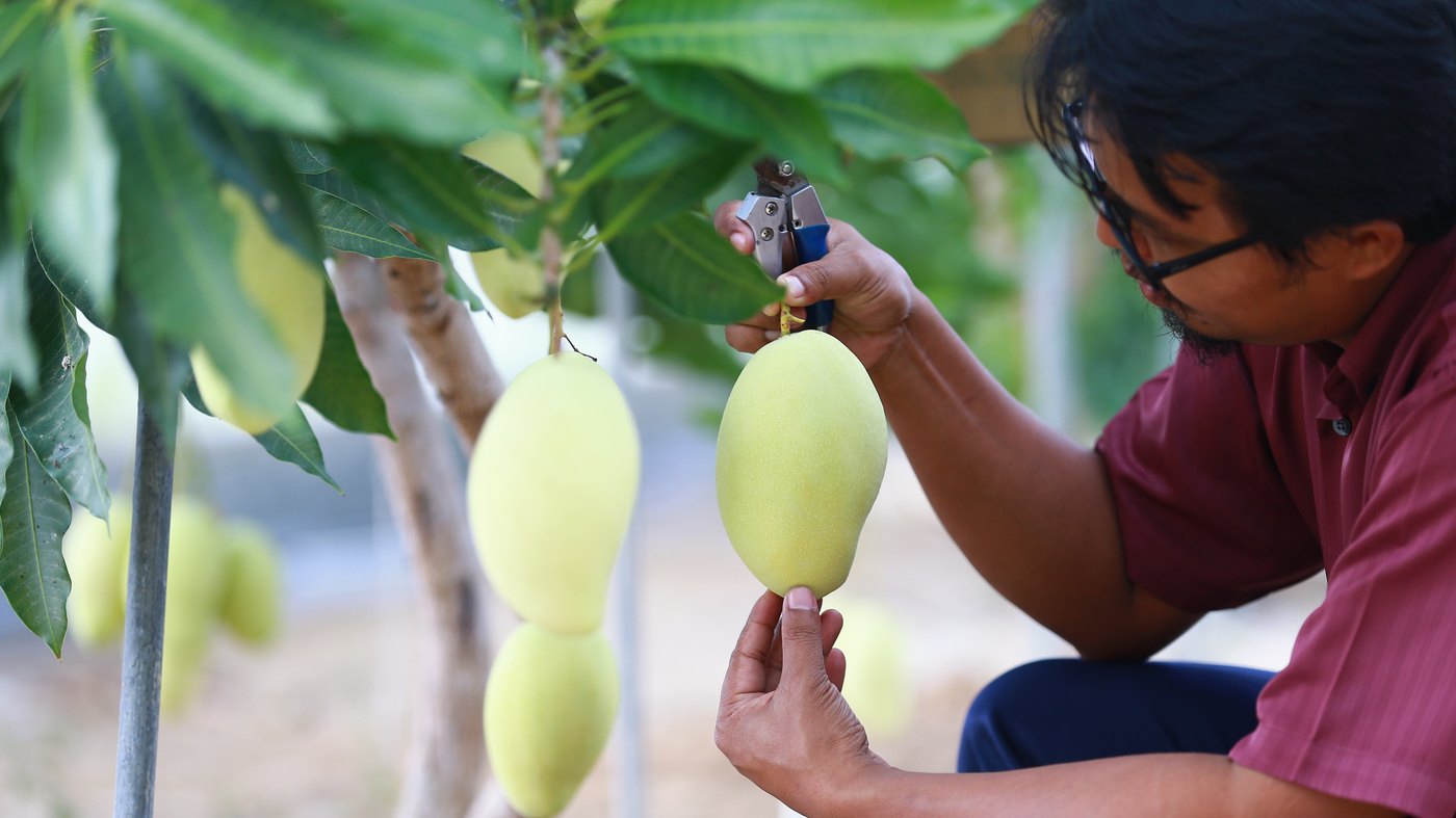 Pusat Kecemerlangan Mangga Harumanis — Buy Harumanis at Source (March-June Only)