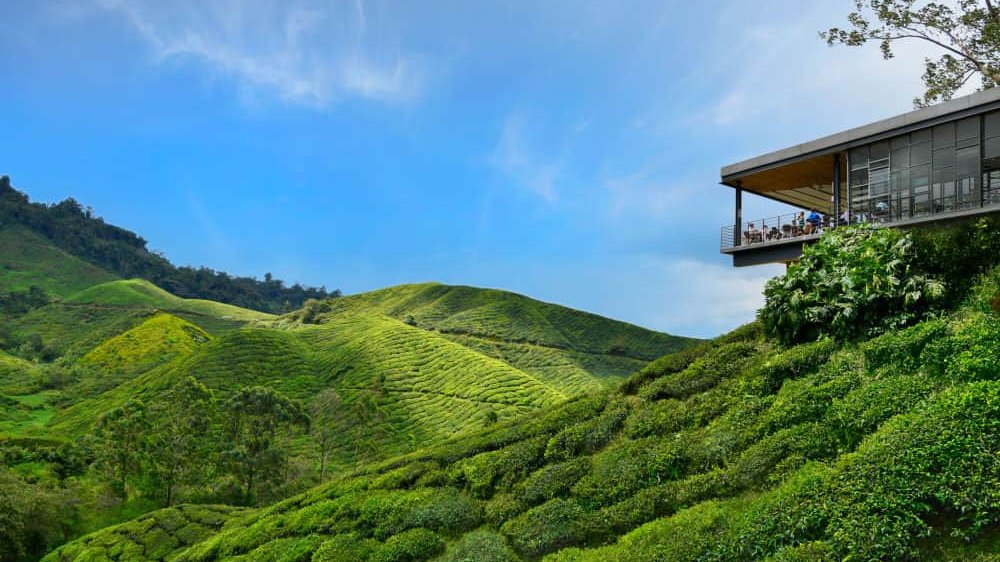 BOH Sungei Palas Tea Garden, Brinchang
