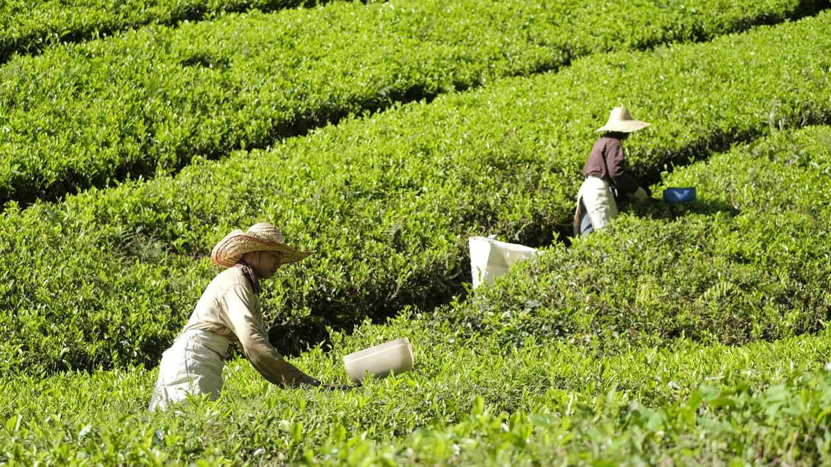 BOH Tea Garden, Habu, Ringlet