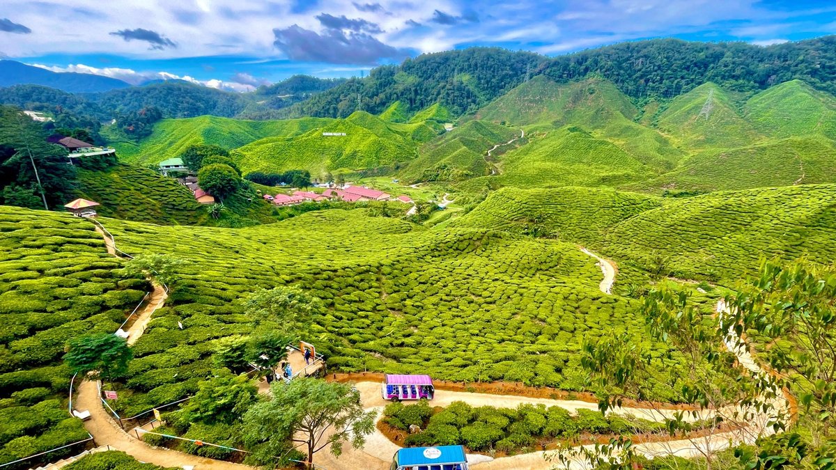 Cameron Valley Tea, Tea House 1 and 2, Tanah Rata road
