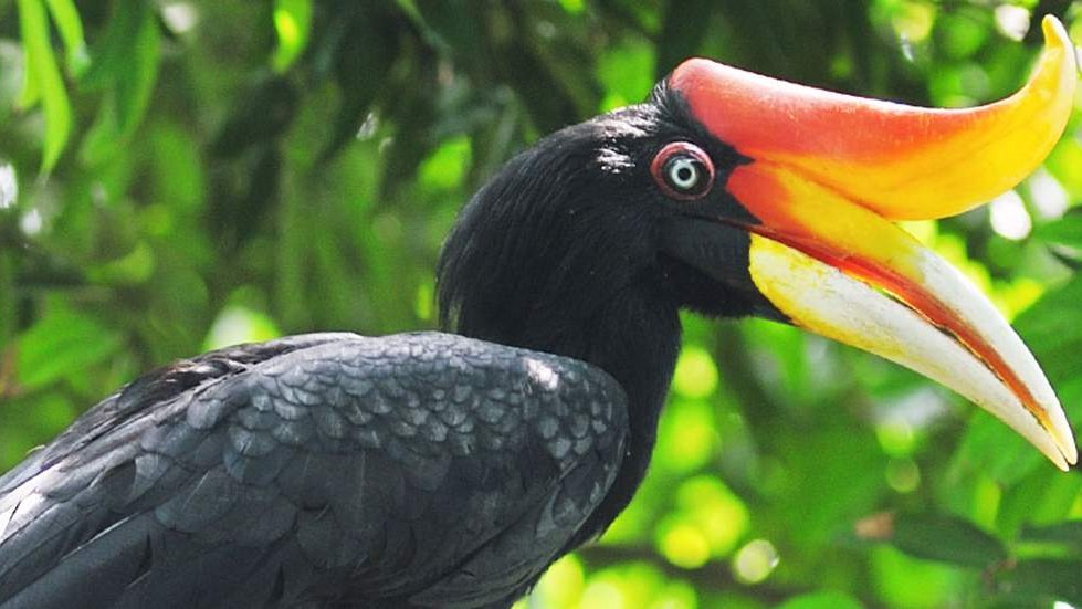 Matang Wildlife Centre — Kubah National Park