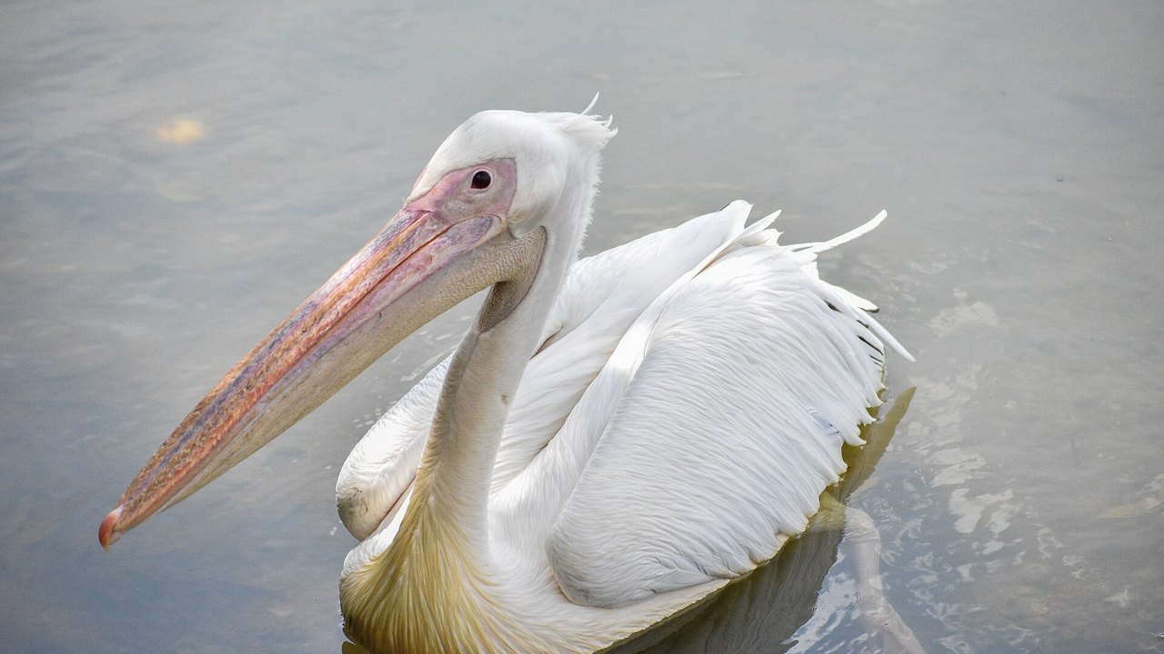 Taman Wetland Putrajaya (Putrajaya Wetlands Park)