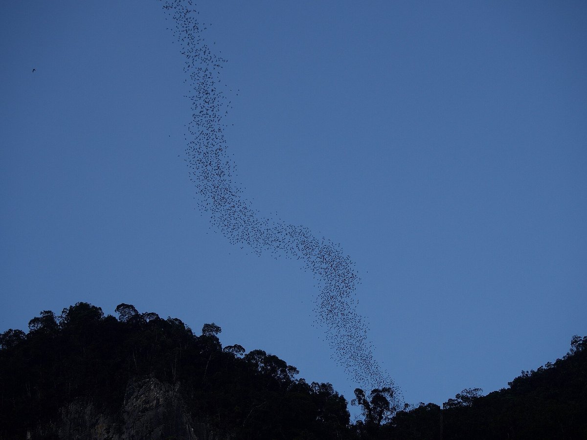 The Bat Exodus at Deer Cave (free)