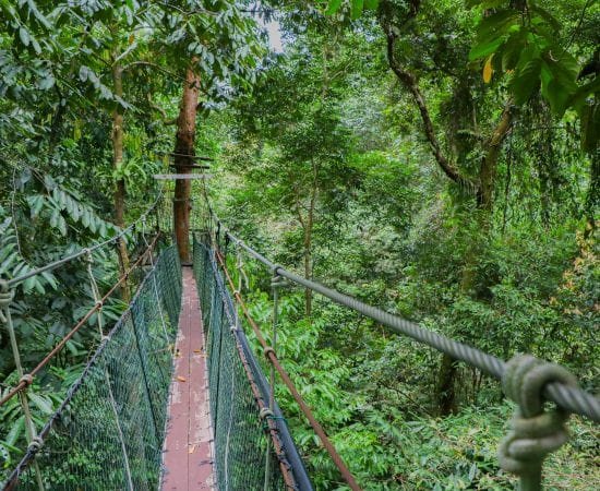 Canopy Walk