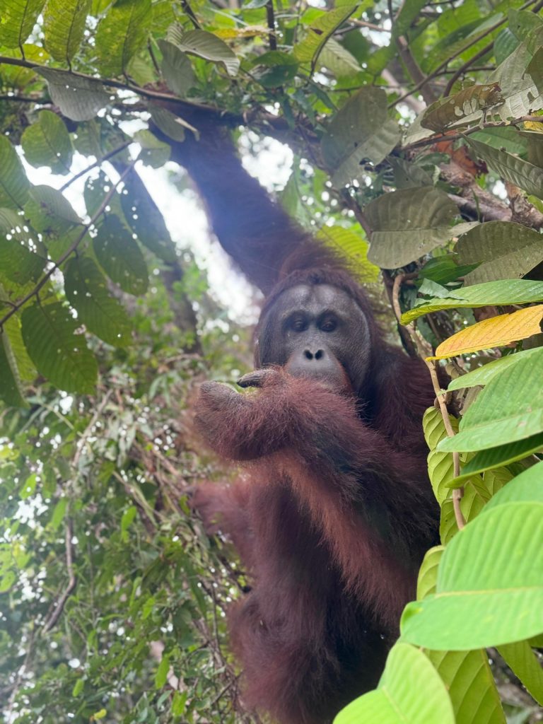 Semenggoh Wildlife Centre — Semenggoh Nature Reserve