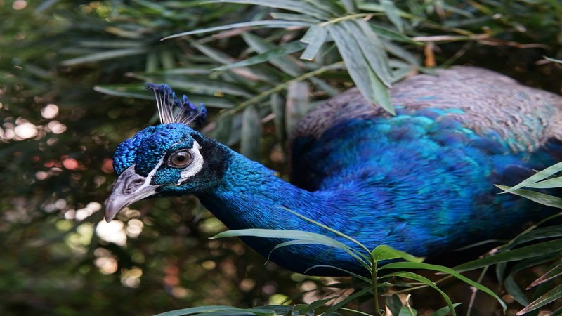 Penang Bird Park, Seberang Jaya
