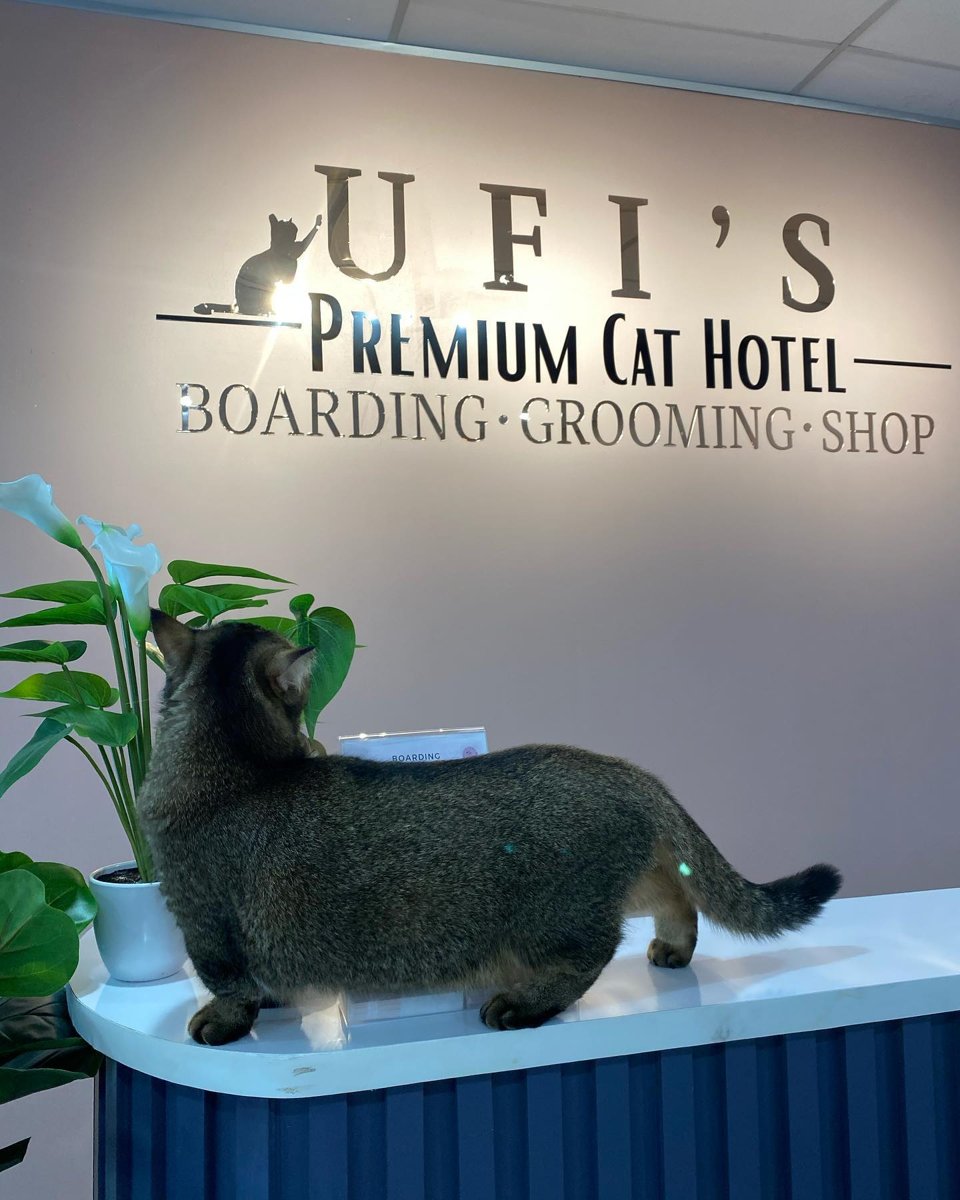 Ufi's Premium Cat Hotel, Bertam Perdana, Kepala Batas (cats)