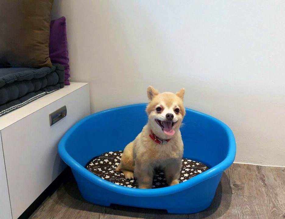 PGH Pets Grooming Hotel, Subang Jaya: the only prepaid night package, and the sternest terms