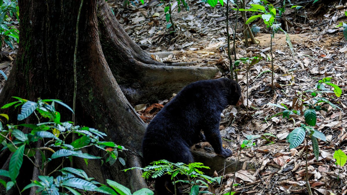 Bornean Sun Bear Conservation Centre