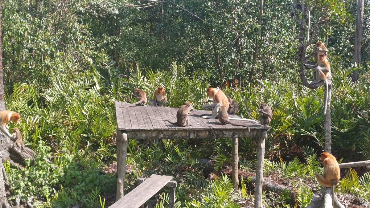 Labuk Bay Proboscis Monkey Sanctuary