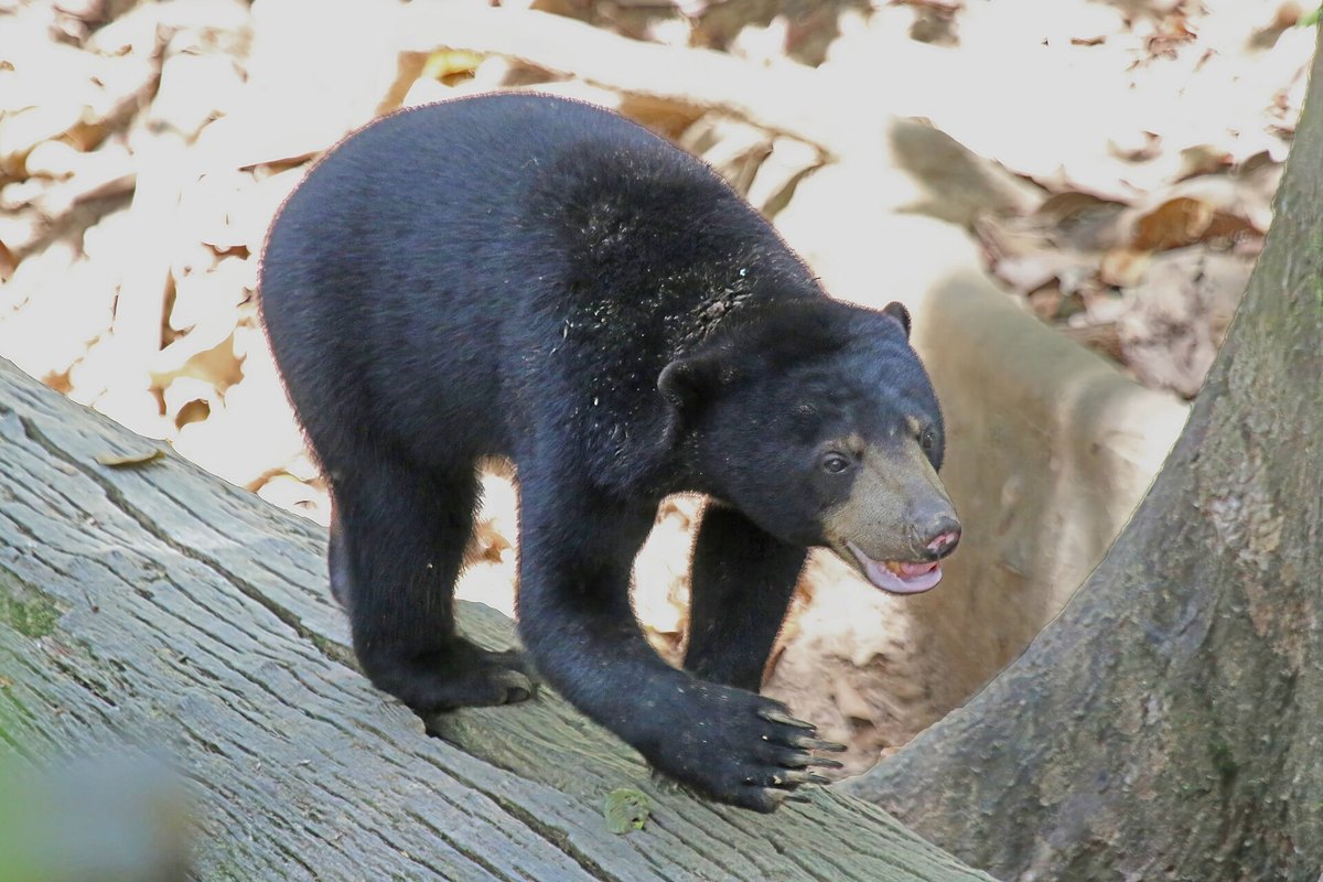 Bornean Sun Bear Conservation Centre — RM10 on a MyKad, and the only one of its kind