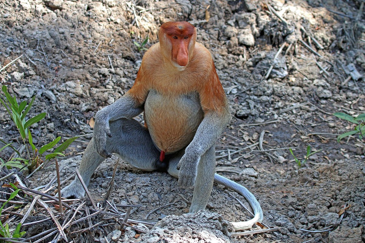 Labuk Bay Proboscis Monkey Sanctuary — four feeding times, and a website warning