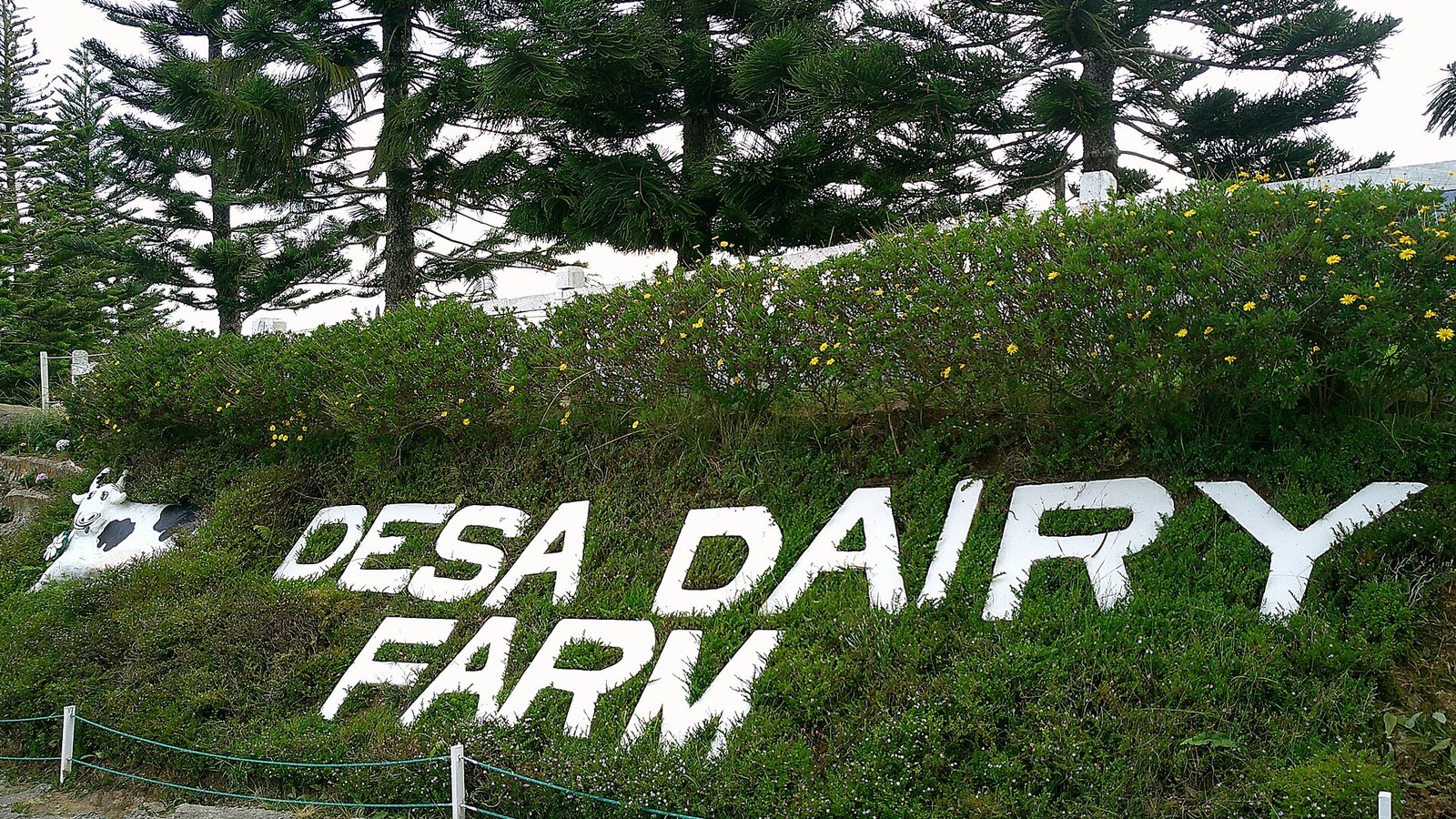 Desa Dairy Farm: the one gate in Kundasang you cannot pay at, and a timetable worth planning around
