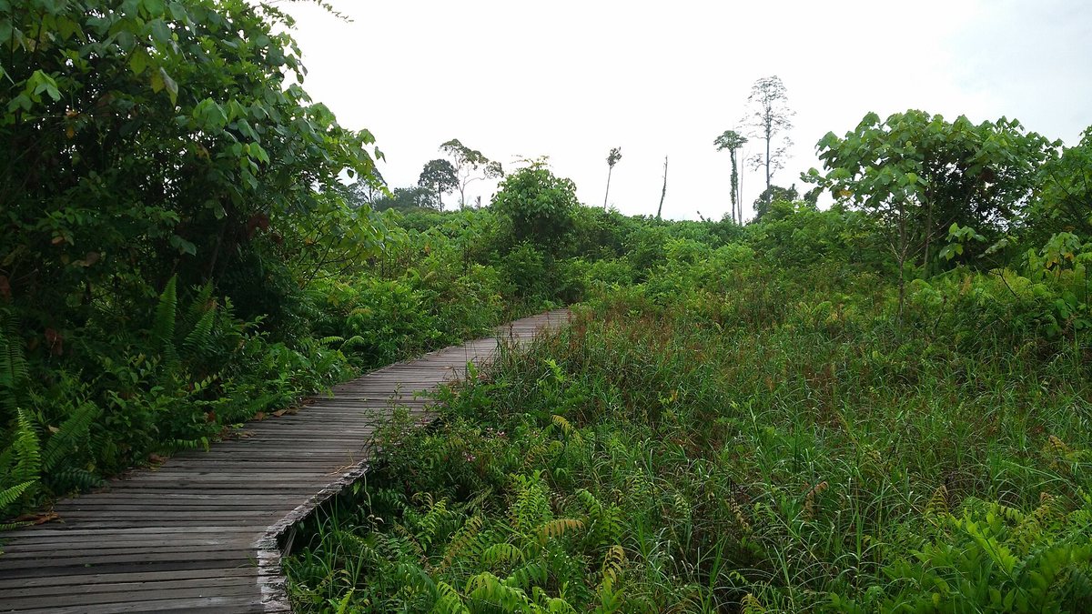 Bukit Lima Nature Reserve — 5.7km of boardwalk over peat swamp, and a Malaysia Book of Records holder