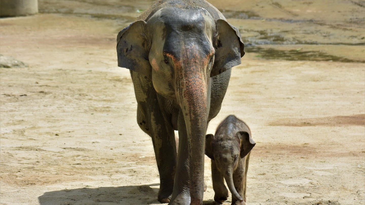 Zoo Taiping & Night Safari — a separately ticketed night session, and a 20% local discount almost nobody claims